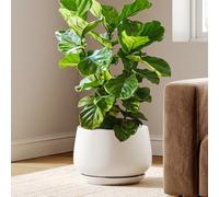 LE TAUCI Pot de Fleurs en Céramique, Pot pour Plantes 30 cm avec Trou de Drainage et Soucoupe, Pot de Fleurs d’Intérieur Durable pour Décoration Moderne de la Maison, Blanc