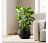 LE TAUCI Pots de fleurs en céramique de 30,5 cm pour plantes, pots de fleurs d'intérieur avec trous de drainage et soucoupes, pots de fleurs modernes pour plantes du milieu du siècle, pots de fleurs