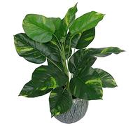 Leaf Design UK Grand Feuillage Artificiel réaliste avec Lierre Diable, 60 cm, Lierre Diable, 60 cm, AZ-Foliage