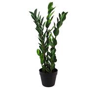 Leaf Design UK Grande Plante Artificielle réaliste avec Pot Zanzibar Gem, 75 cm