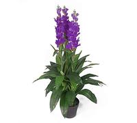 Leaf Design UK Orchidée Artificielle Lilas 100 cm