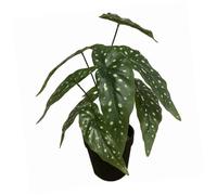 Leaf Design UK Plante Artificielle réaliste avec Pot de bégonia maculata Noir 35 cm