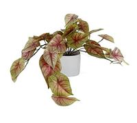 Leaf Design UK Plante Artificielle réaliste Caladium Rose en Pot 30 cm