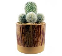 Leaf Design UK Plante réaliste Cactus en céramique 20 cm