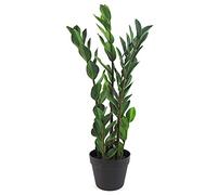 Leaf Zamioculcas Plantes artificielles Tropicales 75 cm