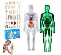 lear Human Body Structure Model Kit with 29-Piece Anatomy and Physiology Study Tools, Halloween Physiology Gifts for Kids Ages 8+ (Luminous)