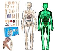 lear Human Body Structure Model Kit with 29-Piece Anatomy and Physiology Study Tools, Halloween Physiology Gifts for Kids Ages 8+ (Luminous+Full Transparency)