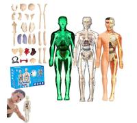 lear Human Body Structure Model Kit with 29-Piece Anatomy and Physiology Study Tools, Halloween Physiology Gifts for Kids Ages 8+ (F+L+T)