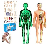 lear Human Body Structure Model Kit with 29-Piece Anatomy and Physiology Study Tools, Halloween Physiology Gifts for Kids Ages 8+ (Luminous+Translucent)