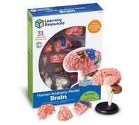 Learning Resources Anatomy Model - Brain