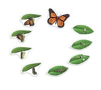 Learning Resources Butterfly Life Cycle, 9 Write And Wipe Pieces, Classroom Accessories, Teaching Aids, Ages 5+