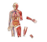 Learning Resources Corps Humain Aimanté Double Face, Dès 5 Ans, Aimants Pédagogiques pour Tableau Blanc, Squelette et Organes, Kit 17 Pièces