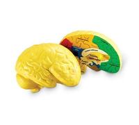 Learning Resources - Le Cerveau Humain - Langue: Anglais Import Grande Bretagne