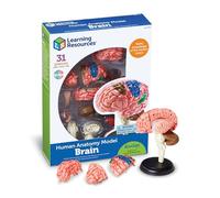 Learning Resources Modèle Anatomique du Cerveau Humain