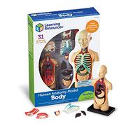 Learning Resources Modèle Anatomique du Corps Humain, 31 pièces, dès 8 Ans | Assemblez le corps humain pièce par pièce, explorez son anatomie, identifiez les organes et découvrez leur rôle en manipulant