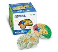 Learning Resources Modèle de Cerveau Humain Anatomique en Mousse, dès 7 Ans | Découvrez le cerveau humain avec ce modèle réaliste, explorez son anatomie et comprenez son fonctionnement en le manipulant