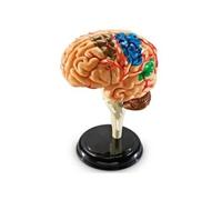 LEARNING RESOURCES - MODELE DE CERVEAU - LANGUE: ANGLAIS