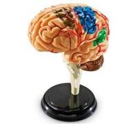 LEARNING RESOURCES - MODELE DE CERVEAU - LANGUE: ANGLAIS