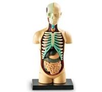 LEARNING RESOURCES - MODÈLE DE CORPS HUMAIN - LANGUE: ANGLAIS G