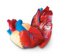 Learning Resources Modèle de cœur humain en coupe en mousse souple