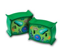 Learning Resources Modle de cellules vgtales en coupe transversale Anatomie vgtale Science Accessoires de classe 2 morceaux de mousse part