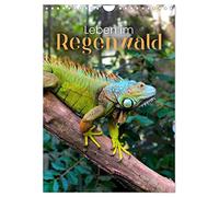 Leben im Regenwald (Wandkalender 2026 DIN A4 hoch), CALVENDO Monatskalender: Was verbirgt sich alles im Regenwald?