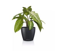 LECHUZA Classico Color 14 Deco 16680 Pot de Table Gris Ardoise Mat Ø 15 x 13,5 cm