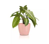 LECHUZA Classico Color 14 Deco 16680 Vase de Table Magnolia Surface Mate Ø 15 x 13,5 cm