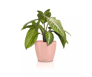 LECHUZA Classico Color 14 Deco 16680 Vase de Table Magnolia Surface Mate Ø 15 x 13,5 cm