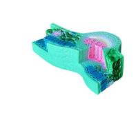LeeQinersw Modèle d'Anatomie Botanique Feuille Sectionnelle Maquette Didactique Échantillon Pédagogique Coupe Transversale en PVC pour Cours de Biologie