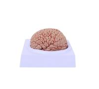 LeeQinersw Modèle Simulation D'organe Précis | Réaliste, Modèle Cerveau Humain Anatomique, Léger, pr Étu Médicale, Laboratoire, Élèves, Style E