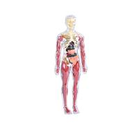 LeeQinersw Modèle Transparent Du Corps Humain En 19 Pièces, Outil Scientifique éducatif, Kit de Structure Biologique 3D Amovible à Assembler Soi-même, Style A
