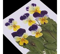 LEEYOX 12x Fleurs pressées/séchées de pensée de Fleur pour Le Bricolage Scrapbooking Card Arts Crafts