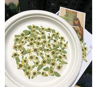 LEEYOX Mini Fleurs séchées pressées de Tournesol pour résine, Fleur séchée Naturelle pour la Fabrication de Bijoux en résine, Fabrication de Savon et de Bougies 12 pièces/24 pièces