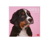 Legami - Calendrier mural 2026, Puppies,grand calendrier mural, 12 mois et année, en 6 langues, espace pour notes, signes du zodiaque, jours fériés internationaux, 30 x 29 cm