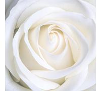Legendarte Tableau, Impression sur Toile - Rose Blanche cm. 90x90
