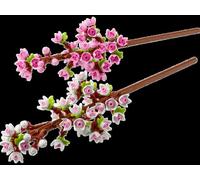 LEGO BOTANICALS 40725 Les fleurs de cerisier Idée Cadeau,Maquette,Décoration Maison