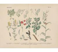 Lehrbuch der praktischen Pflanzenkunde in Wort und Bild Pl.12 (années 1880) Affiche imprimée par Carl Hoffmann (45,7 x 61 cm)