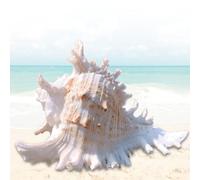 Leikurvo Grands coquillages naturels de 16 à 18 cm, parfaits pour la décoration de mariage, fête à thème, décoration d'intérieur, artisanat, collecteur de coquillages, aquarium