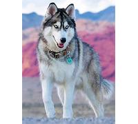 Leioo DIY 5D Diamond Painting Point de Croix Kits,Husky Adulte Broderie Diamant Peinture Grande Adultes/Enfant Complet Cristal Strass Arts Crafts décor Murale Chambre Round Drill 30x40cm/11.8x15.7in