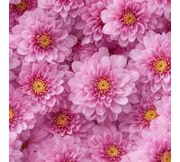 LeIxIaO Papier Peint Chrysanthèmes Roses Épaissir Mat Auto Adhésif 44x200 cm Rétro Comptoir Contact Papier Stickers Muraux pour Bains Salon Chambre Meubles Autocollants Amovible