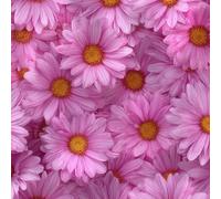 LeIxIaO Papier Peint Chrysanthèmes Roses Épaissir Mat Auto Adhésif 44x300 cm Rétro Comptoir Contact Papier Stickers Muraux pour Bains Salon Chambre Meubles Autocollants Amovible