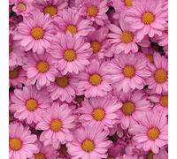 LeIxIaO Papier Peint Chrysanthèmes Roses Épaissir Mat Auto Adhésif 44x300 cm Rétro Comptoir Contact Papier Stickers Muraux pour Bains Salon Chambre Meubles Autocollants Amovible