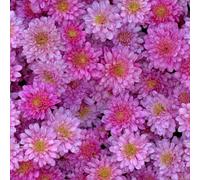 LeIxIaO Papier Peint Chrysanthèmes Roses Épaissir Mat Auto Adhésif 44x300 cm Rétro Comptoir Contact Papier Stickers Muraux pour Bains Salon Chambre Meubles Autocollants Amovible