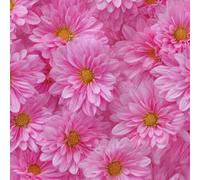 LeIxIaO Papier Peint Chrysanthèmes Roses Épaissir Mat Auto Adhésif 44x300 cm Rétro Comptoir Contact Papier Stickers Muraux pour Bains Salon Chambre Meubles Autocollants Amovible