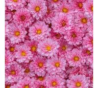 LeIxIaO Papier Peint Chrysanthèmes Roses Épaissir Mat Auto Adhésif 44x300 cm Rétro Comptoir Contact Papier Stickers Muraux pour Bains Salon Chambre Meubles Autocollants Amovible