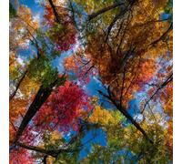 LeIxIaO Papier Peint Feuilles Forêt Épaissir Mat Auto Adhésif 44x200 cm Coucher De Soleil Comptoir Contact Papier Stickers Muraux pour Bains Salon Chambre Meubles Autocollants Amovible