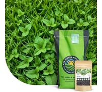 Lemon Lawn : Pelouse Anti-Moustiques - 2 kg pour 80 m² - Semences de gazon avec mélisse - Créer ou regarnir - Résistantes aux maladies - Repousse aussi les puces & tiques