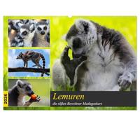 Lemuren die süßen Bewohner Madagaskars (Wandkalender 2026 DIN A2 quer), CALVENDO Monatskalender: Schwarz- weiß, hat auf uns Menschen, eine besondere ... sofort ins Herz schließt wenn man sie sieht