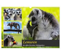 Lemuren die süßen Bewohner Madagaskars (Wandkalender 2026 DIN A3 quer), CALVENDO Monatskalender: Schwarz- weiß, hat auf uns Menschen, eine besondere ... sofort ins Herz schließt wenn man sie sieht